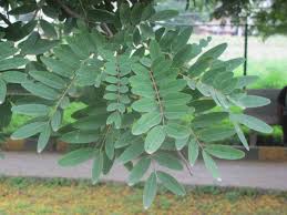 Image result for Senna siamea