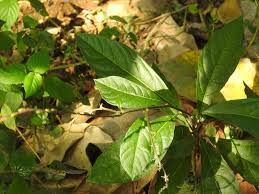 Image result for Petiveria