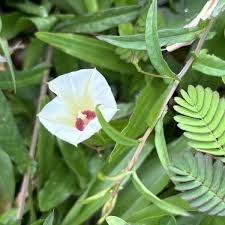 Image result for Xenostegia tridentata
