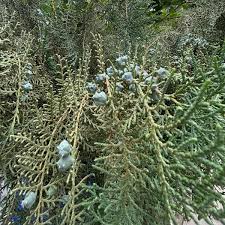 Image result for Calvoa orientalis