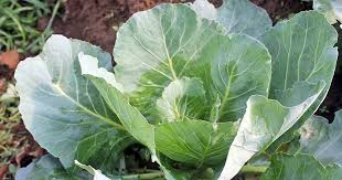 We did not find results for: How To Grow Collard Greens Gardener S Path