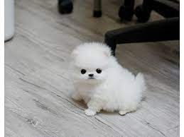 Yndudbd M F Tea Cup Pomeranian Puppies For Sale Pomeranian Puppy Teacup Pomeranian Puppy Pomeranian Dog