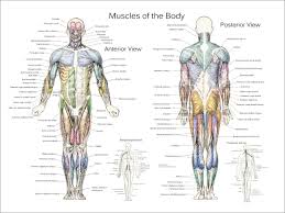 A detailed guide to understanding how muscles and bones interact, and how common injuries and conditions occur. Anatomy Posters Muscle Charts Famba
