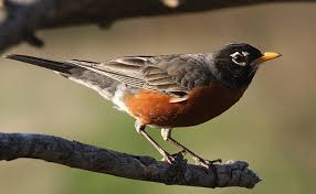 ﻿ food the type of food you select will affect what kinds of birds frequent your feeder. American Robin Top 10 Most Interesting Facts