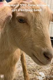 Wayward Nyc Farm Animals Get A Helping Hand Farm Sanctuary Animals Rescue Team