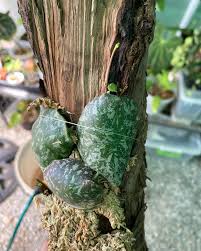 Image result for Selaginella imbricata