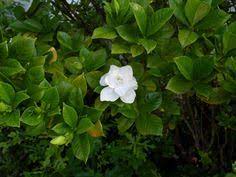 Gardenia Flowers Gardenia Buds Falling Off Plant Gardenia Plant Growing Gardenias Gardenia Bush