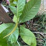 Image result for Triplaris americana