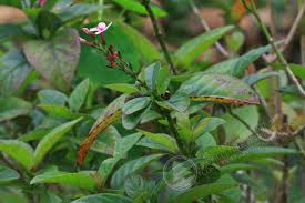 Image result for Thunbergia graminifolia