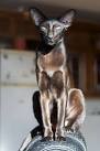 Oriental Shorthair and Siamese Cattery - PRACTICAL CATS