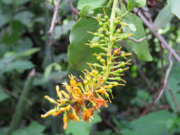 Image result for Helixanthera schizocalyx