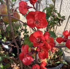Flowering Quince Flowering Quince Check More At Perennialss Caseb Flowering Long Blooming Perennials Low In 2020 Flowering Quince Flowers Perennials Plants