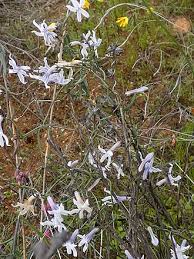 Image result for Cyphia mazoensis