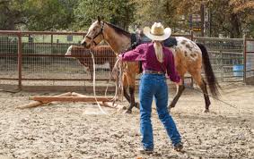 Cattle Training To Desensitize Any Horse To Cows Horses Cattle Train