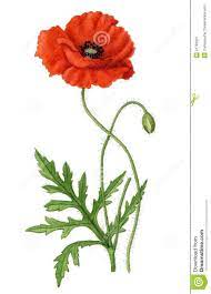 Poppy Flower Painting Poppy Flower Drawing Poppy Flower Art