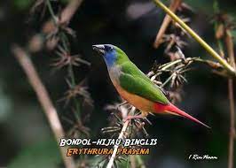 Pin De Willian Alfonso Em Bondol Bird Passaros