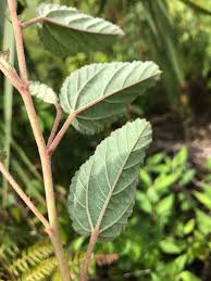 Image result for Waltheria indica