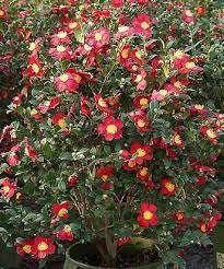 Camellia Sasanqua Yuletide Red Option Yuletide Camellia Front Flower Beds Camellia