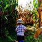 Trick or Treating Through The Corn Maze at Mount event image