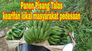 Kolase cantik dari kumpulan daun pakis warna warni. Panen Pisang Talas Youtube