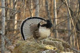 Ruffed Grouse State Bird Of Pennsylvania Upland Bird Hunting English Setter Dogs Bird Hunting