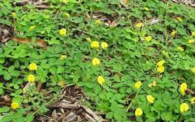 Eco Turf Ornamental Peanut Arachis Glabrata Eco Turf Ground Cover Plants Ground Cover Plants