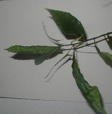 Image result for Dorstenia psilurus