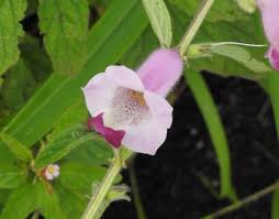 Image result for Pedaliaceae