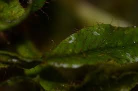 Image result for Elaphoglossum mildbraedii