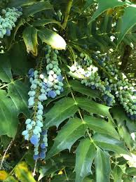 Plant with small purple berries. Decorative Hedge In Garden Cambridge Uk With Lots Of Small Purple Berries Whatisthis