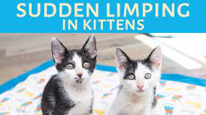 Limping Calici Kitten Lady