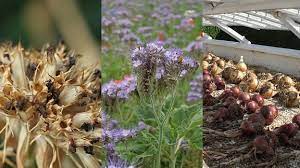 Auftafeln mit dem mdr garten floristen 2021 * knifflige fragen: Mdr Garten Der Garten Ratgeber Im Mdr Fernsehen Und Im Internet Mdr De