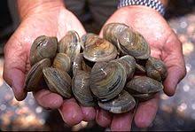 Frozen clam meat and clams in shells can stay fresh. Clam Wikipedia
