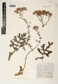 Image result for Polystachya caloglossa