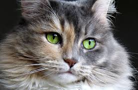 7 Common Eye Problems In Cats Cat Eye Discharge Cats Whippet