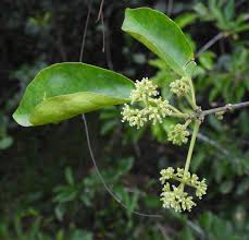 Image result for Pisonia