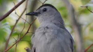 Catbird Meow Mewing Call Sounds Like Cat As Eating Berries Youtube