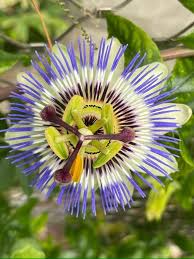 Image result for Indigofera ischnoclada