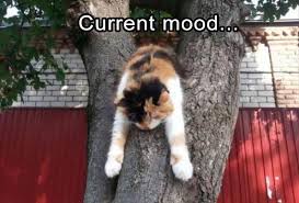 Animals Can Express Our Current Mood In The Most Accurate Way Funny Animals Animals Funny Cats Animal Memes
