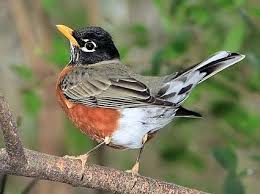 Birds Of Upstate Ny The American Robin An Upstate New York Institution American Robin Backyard Birds Birds