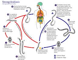 Albendazole For Humans Ivermectin Versus Albendazole Or Thiabendazole For Parasites Biology Life Cycles Parasite Cleanse