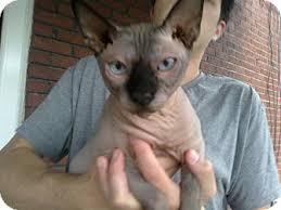 How to find sphynx cat rescue shelters. Cumberland Md Sphynx Meet Baxter A Pet For Adoption