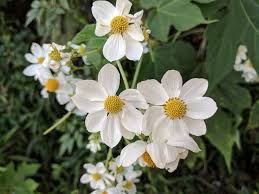 Image result for Montanoa bipinnatifida