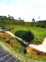 Descriptionpemandangan di ladang teh di cameron highlands, pahang, malaysia.jpg. Naik Belon Udara Panas Tarikan Terbaru Di Cameron Highlands Boleh Tengok View Ladang Teh Libur