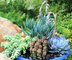 Image result for Crassula alticola