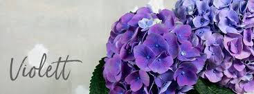 Es ist in den folgenden auflösungen erhältlich: Lila Blumen Welche Schnittblumen Bluhen Violett Blumigo