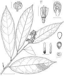 Image result for Grewia schmitzii