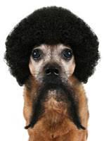 Till here all is going great, but when you start thinking about the last time you took your dog out for a ride in your car, oh yes i know you don't like to. 10 Tricks To Get Dog Hair Out Of Your Car Hotdogcollars Com