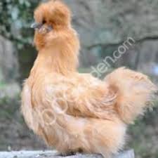 Pour s'assurer de récolter régulièrement des œufs la poule pondeuse produit environ entre 150 et 250 œufs par an. Poule Soie Fauve Poule Poulailler Races De Poules Pondeuses