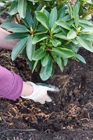 Look at hybrid varieties such as the pink flowering. Rhododendrons Azaleas Planting Pruning Care Info Garden Design